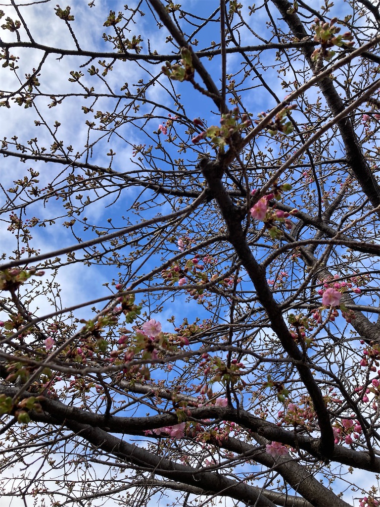 f:id:nattougohan8:20240218223259j:image
