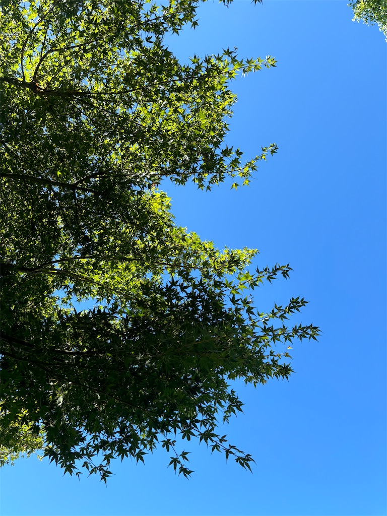 f:id:nattougohan8:20240818223550j:image