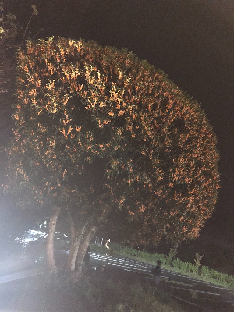 f:id:nattyan-de-co-co:20180929230605j:image f:id:nattyan-de-co-co:20180929230605j:image