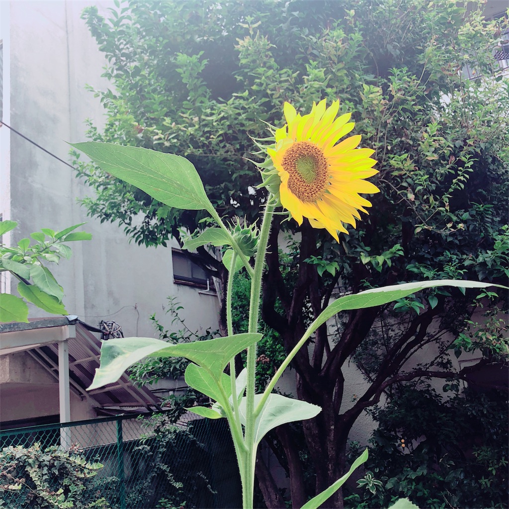 ひまわりは太陽の方向を向いて咲くことがおおい Natural Gift ナチュラルギフト オーナーブログ ひまわりは太陽の方向を向いて咲くことがおおい Natural Gift ナチュラルギフト オーナーブログ