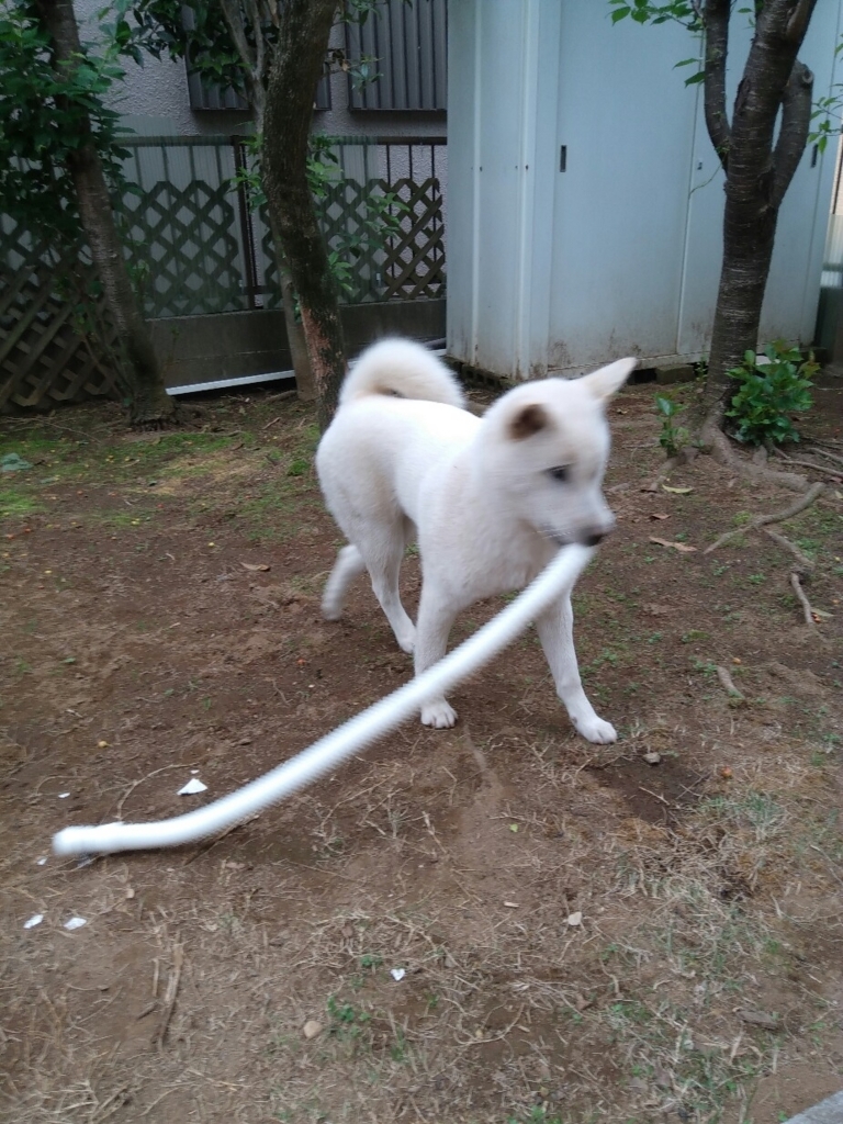 f:id:natu826:20180608130946j:plain f:id:natu826:20180608130946j:plain