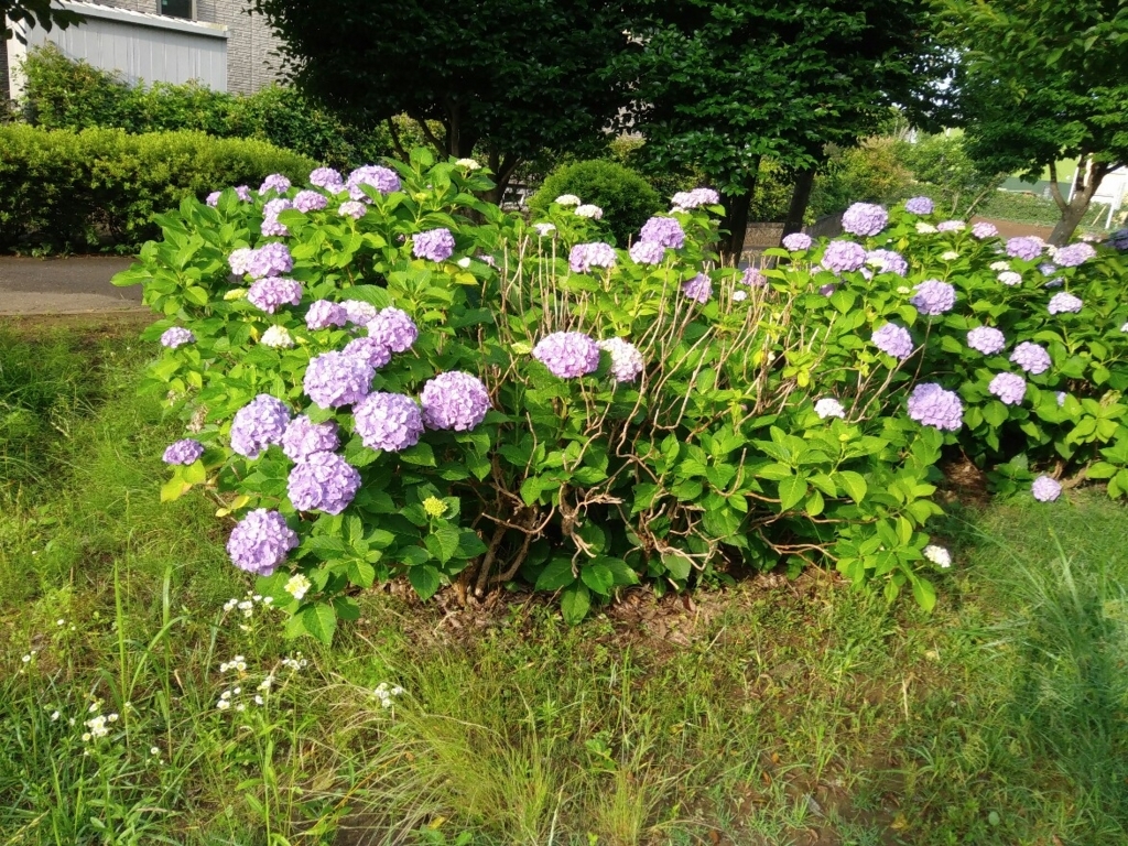 f:id:natu826:20180611105514j:plain f:id:natu826:20180611105514j:plain