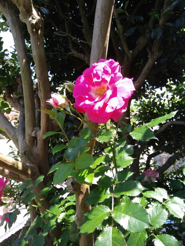 f:id:natu826:20180611231526j:plain f:id:natu826:20180611231526j:plain