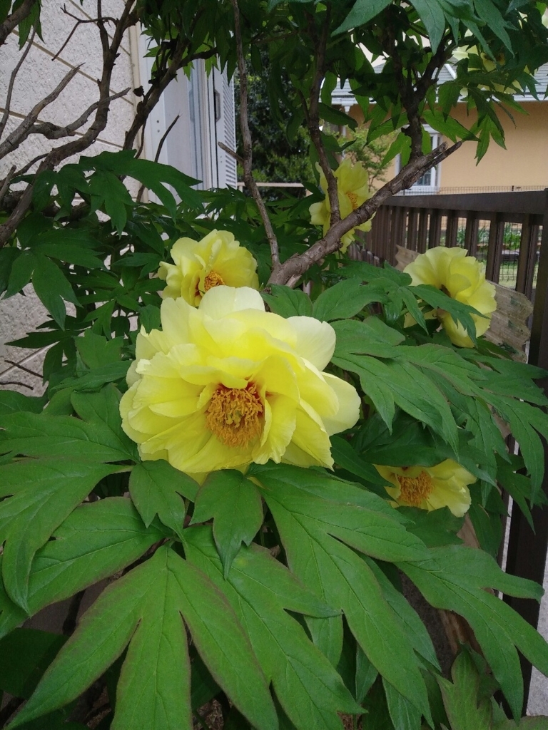 f:id:natu826:20180611232501j:plain f:id:natu826:20180611232501j:plain