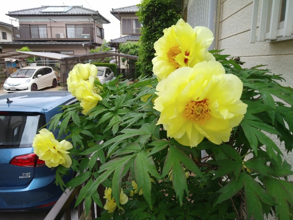 f:id:natu826:20180611235457j:plain f:id:natu826:20180611235457j:plain