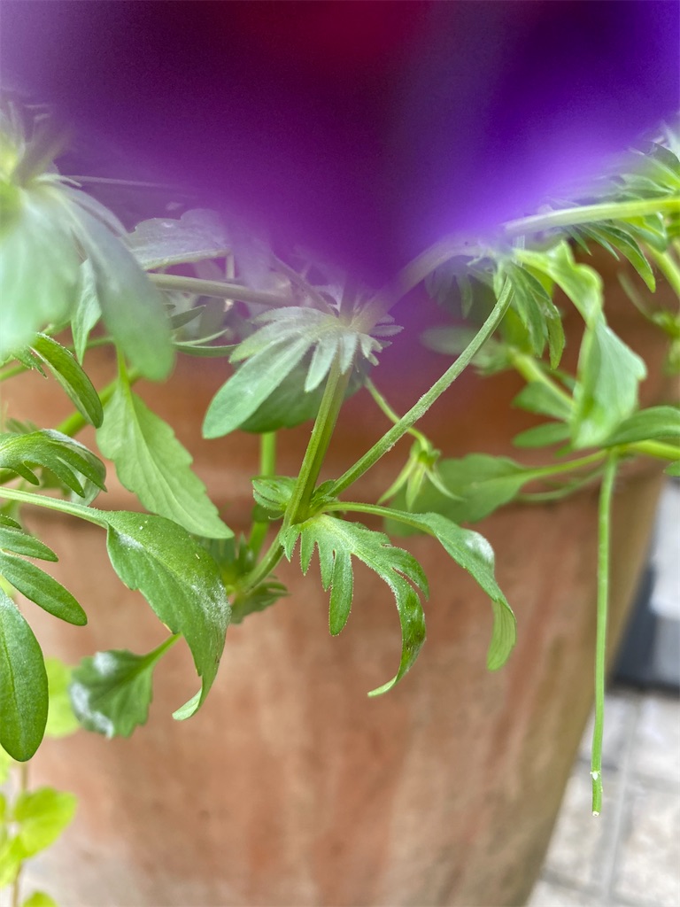f:id:natukimika:20220521004813j:image f:id:natukimika:20220521004813j:image