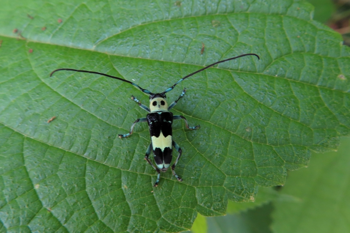 カラムシはラミーカミキリの出会いの場 - 夏蜜柑の花鳥散歩