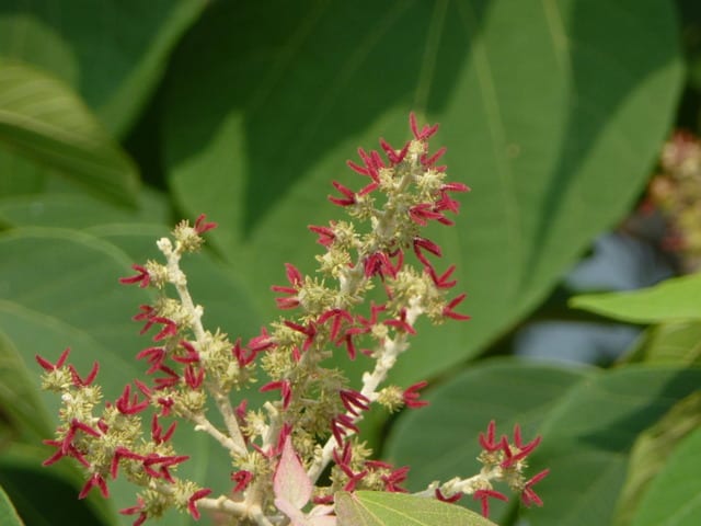 アカメガシワ - 京都・宇治川 - 夏蜜柑の花鳥散歩