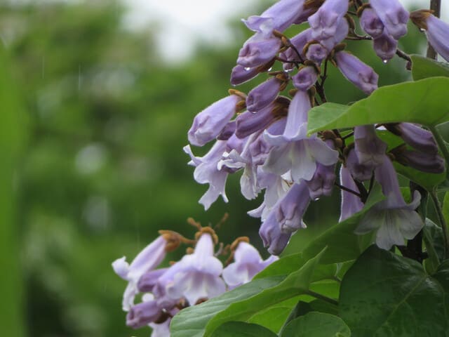 キリのないキリの話 - 夏蜜柑の花鳥散歩