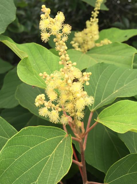 アカメガシワ - 京都宇治 - 夏蜜柑の花鳥散歩