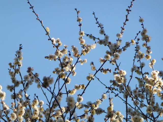 ウメ - 京都府立植物園 - 夏蜜柑の花鳥散歩