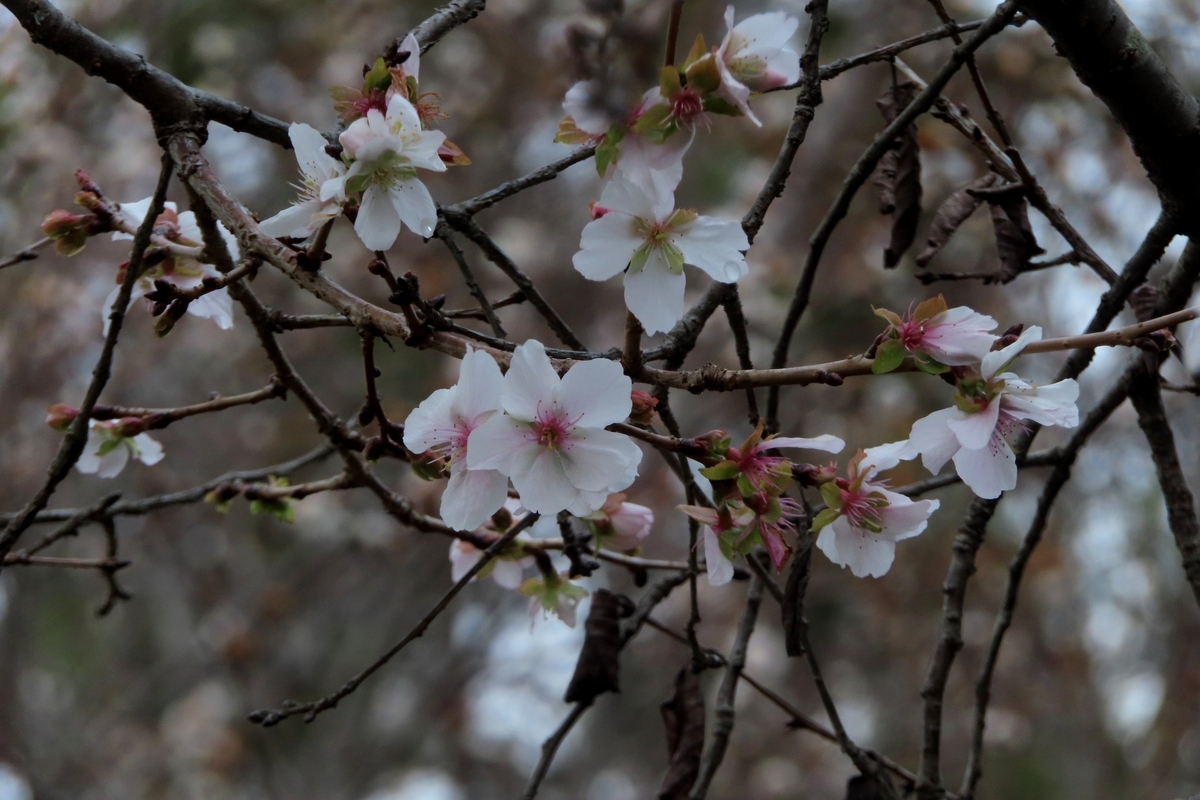 冬の桜たち~宇治市植物公園2025/12 (6) - 夏蜜柑の花鳥散歩