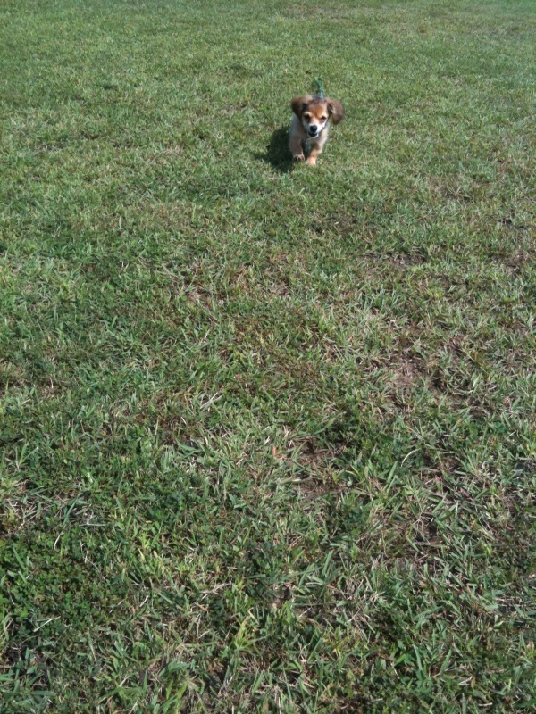 f:id:natural-basic:20110930105717j:image