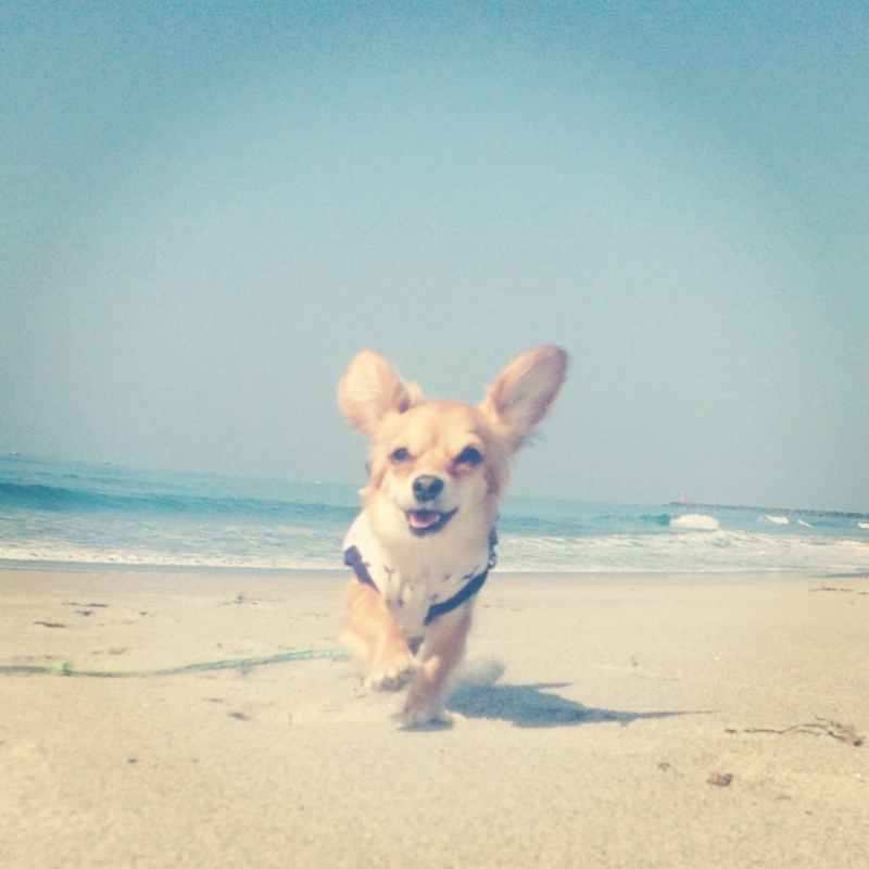 f:id:natural-basic:20130407063952j:image f:id:natural-basic:20130407063952j:image