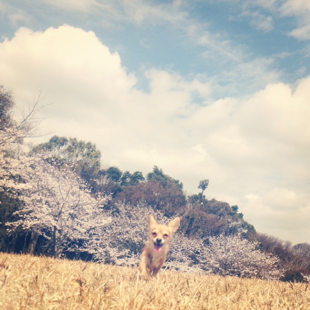 f:id:natural-basic:20130407064109j:image f:id:natural-basic:20130407064109j:image