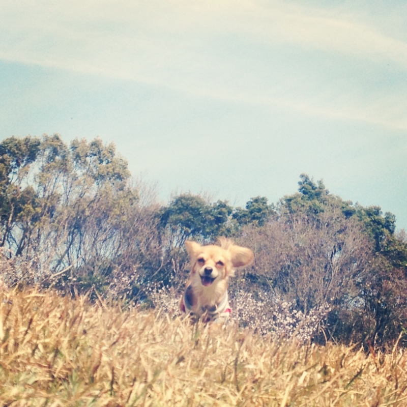 f:id:natural-basic:20130407064129j:image f:id:natural-basic:20130407064129j:image