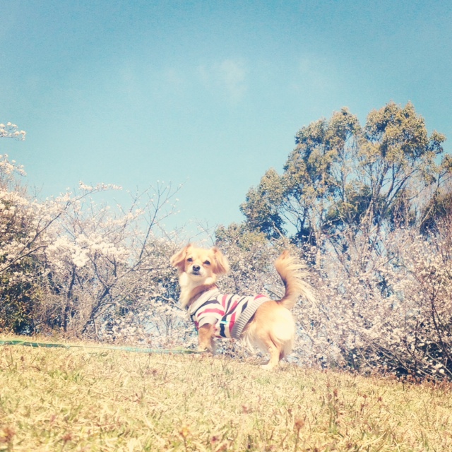 f:id:natural-basic:20130407064141j:image f:id:natural-basic:20130407064141j:image