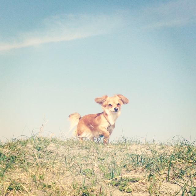 f:id:natural-basic:20130407064528j:image f:id:natural-basic:20130407064528j:image