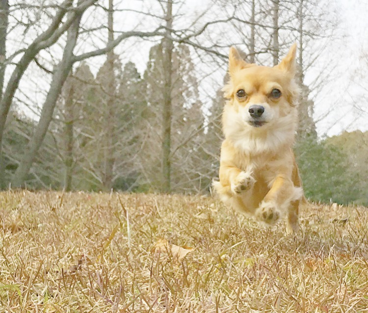 f:id:natural-basic:20170128123056p:image f:id:natural-basic:20170128123056p:image