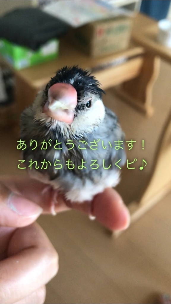 f:id:natural-life-25:20180612191140j:plain f:id:natural-life-25:20180612191140j:plain