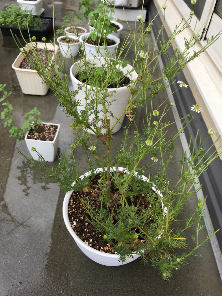 f:id:natural-life-25:20180612192139j:image f:id:natural-life-25:20180612192139j:image