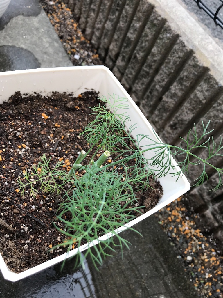 f:id:natural-life-25:20180612192324j:image f:id:natural-life-25:20180612192324j:image