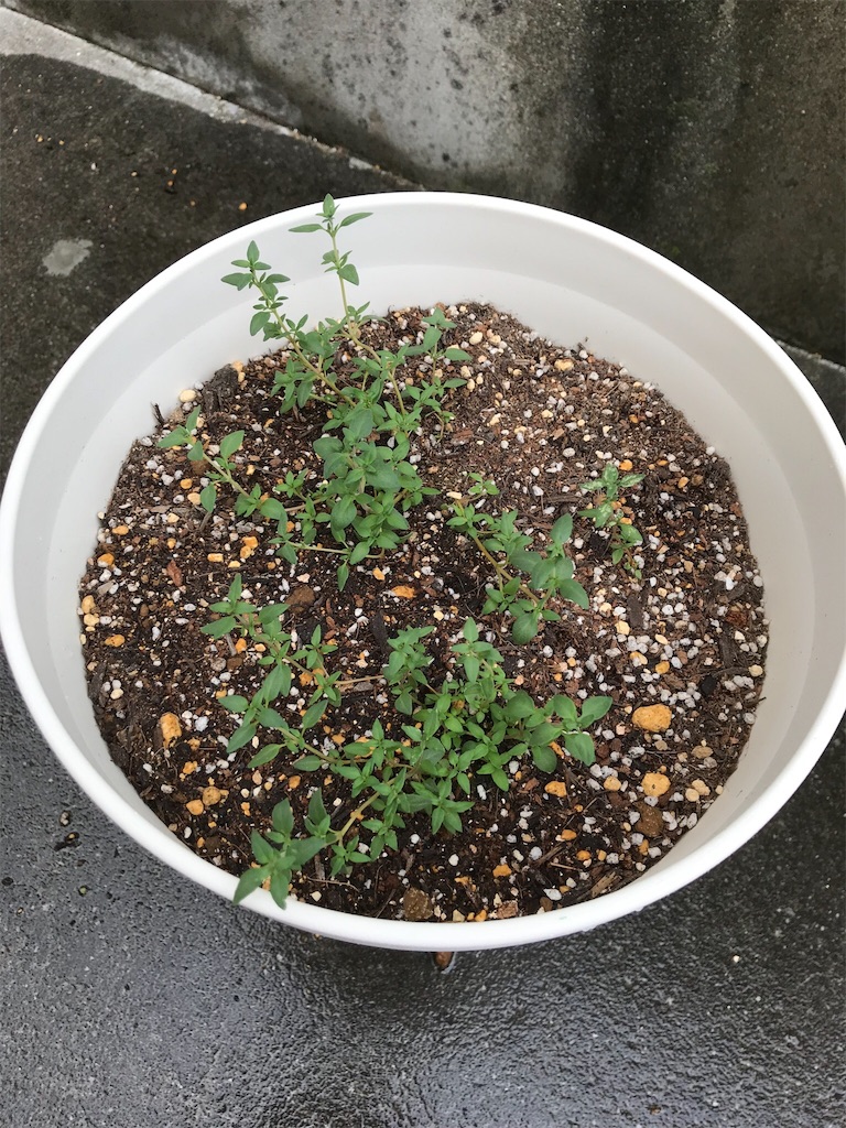 f:id:natural-life-25:20180612192344j:image f:id:natural-life-25:20180612192344j:image