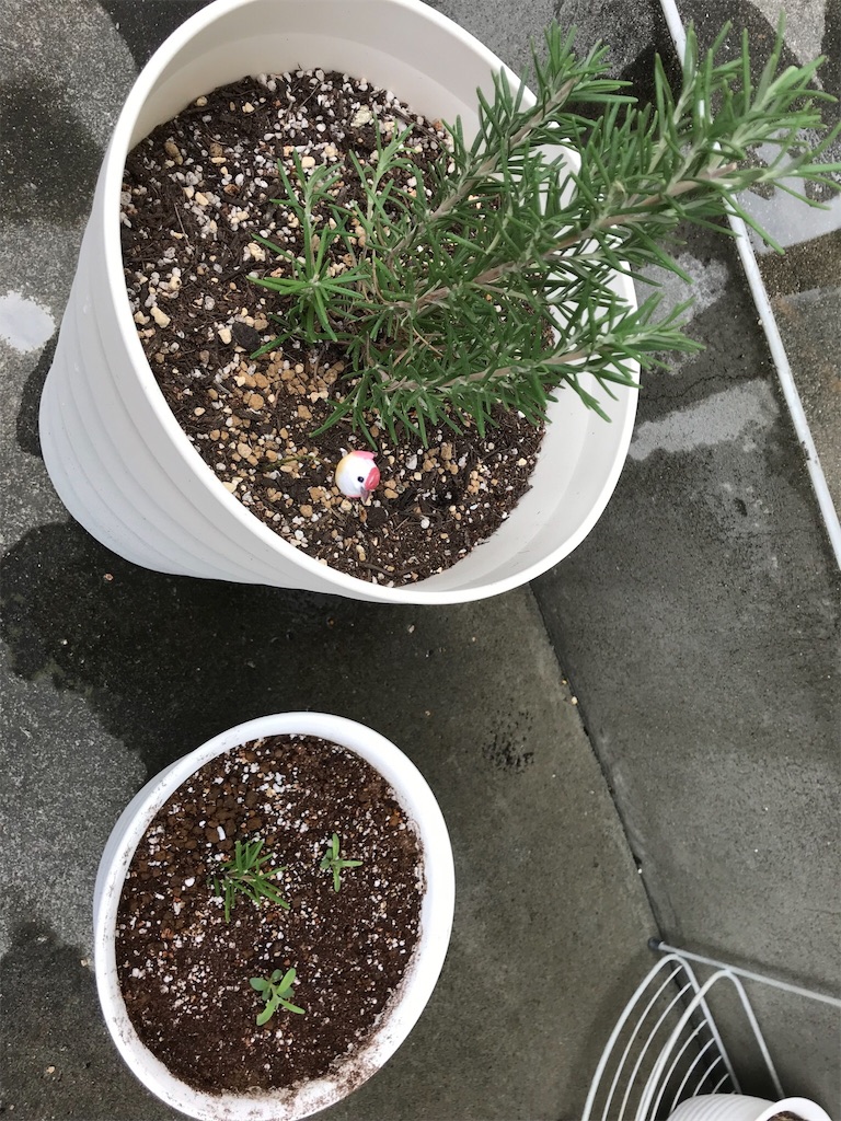 f:id:natural-life-25:20180612192457j:image f:id:natural-life-25:20180612192457j:image