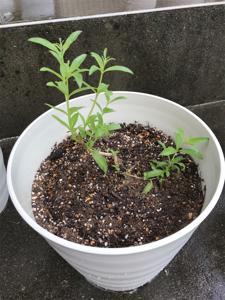 f:id:natural-life-25:20180612192623j:image f:id:natural-life-25:20180612192623j:image