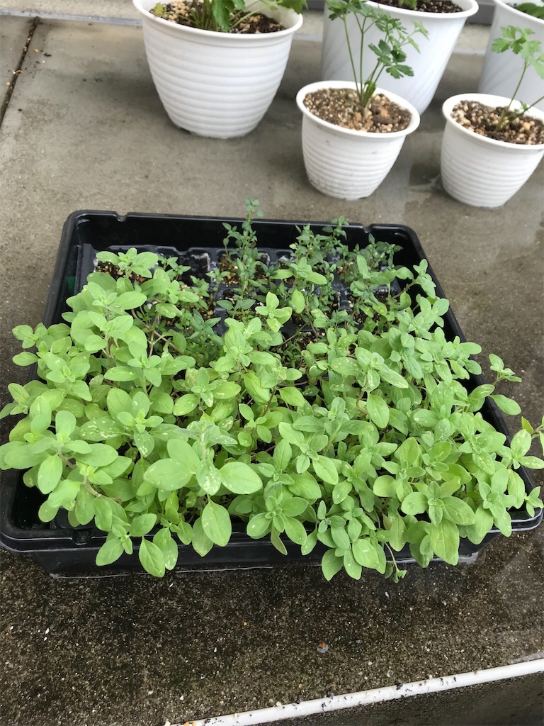 f:id:natural-life-25:20180612192810j:image f:id:natural-life-25:20180612192810j:image