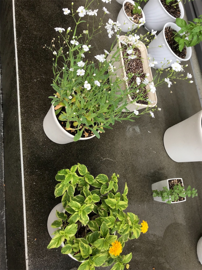 f:id:natural-life-25:20180612192824j:image f:id:natural-life-25:20180612192824j:image