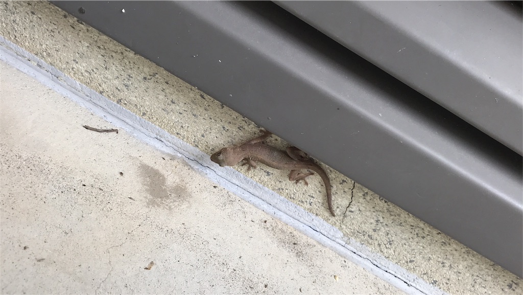 f:id:natural-life-25:20180612193101j:image f:id:natural-life-25:20180612193101j:image
