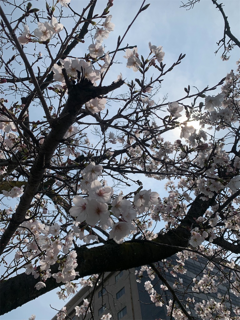 f:id:naturalflower:20260328011335j:image f:id:naturalflower:20260328011335j:image