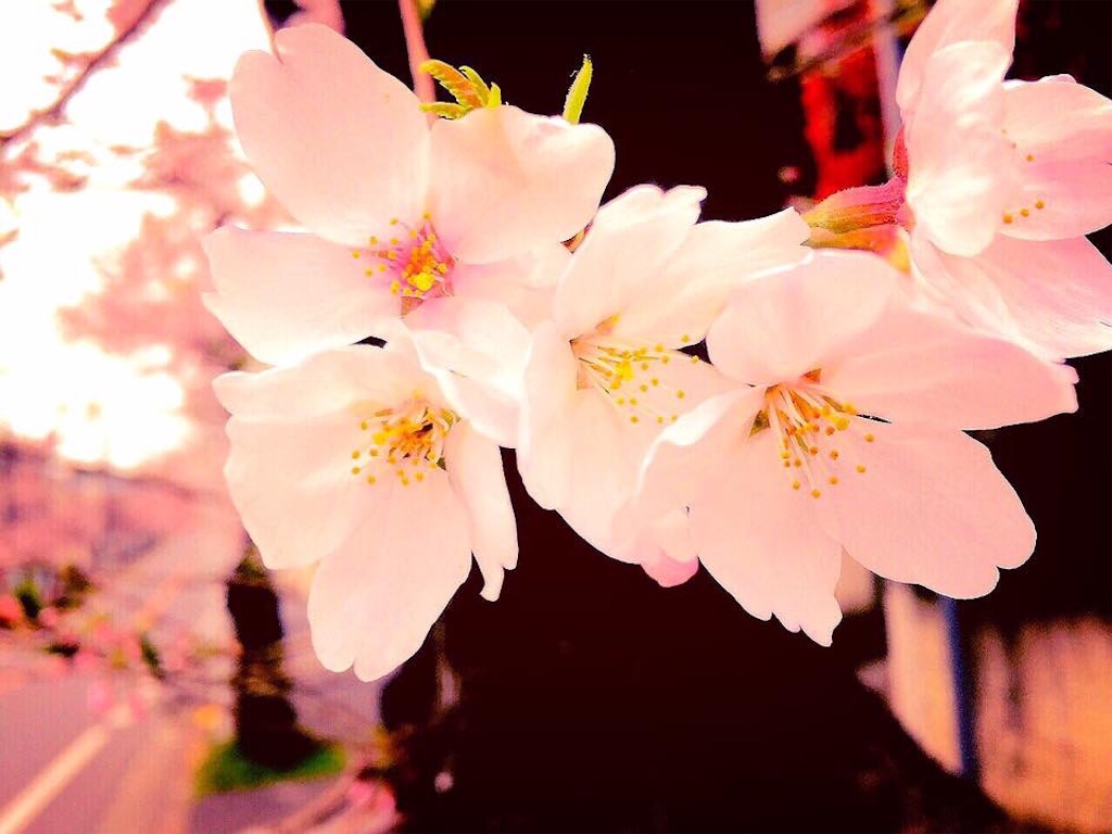 f:id:naturalhao:20170402032616j:image f:id:naturalhao:20170402032616j:image