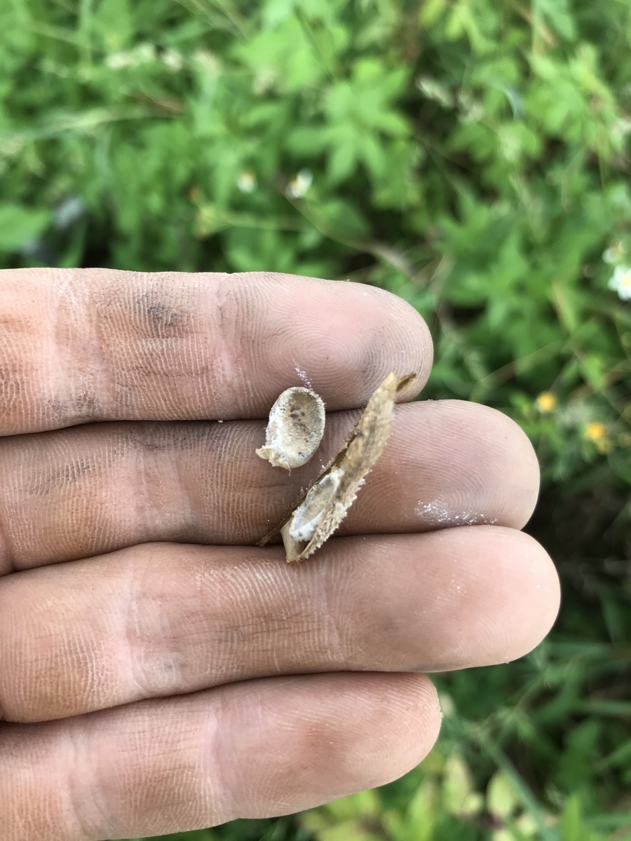 f:id:naturalhspman:20201011205654j:plain