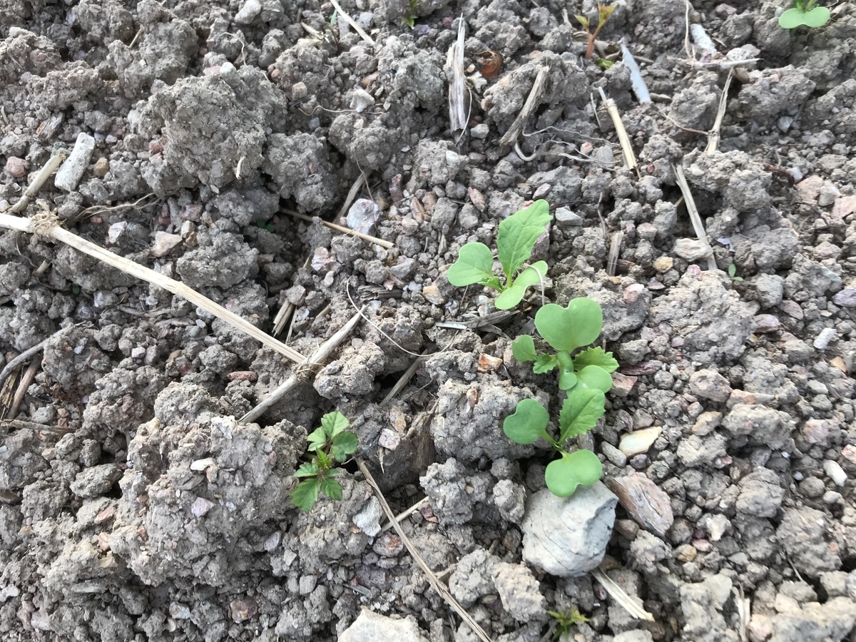 f:id:naturalhspman:20201116190339j:plain