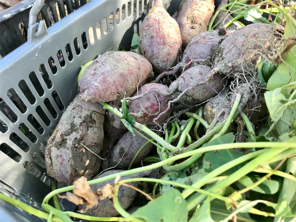 f:id:naturalhspman:20211121204334j:image f:id:naturalhspman:20211121204334j:image