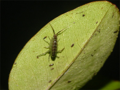 ハワイの珍奇なる虫たち ８ 樹上に進出したヨコエビ むしのみち