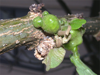 f:id:naturalist2008:20100125131102j:image f:id:naturalist2008:20100125131102j:image