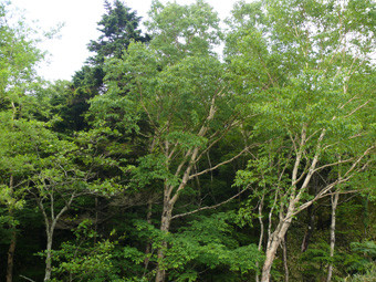 f:id:naturalist2008:20120709133441j:image f:id:naturalist2008:20120709133441j:image