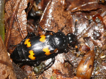 f:id:naturalist2008:20120712130955j:image f:id:naturalist2008:20120712130955j:image