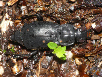 f:id:naturalist2008:20120712131906j:image f:id:naturalist2008:20120712131906j:image