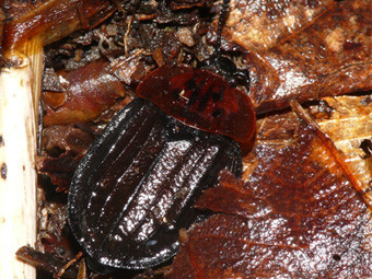 f:id:naturalist2008:20120716230055j:image f:id:naturalist2008:20120716230055j:image