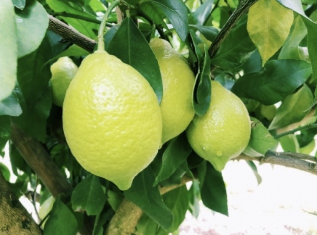 f:id:naturalleaf:20200410161242j:image