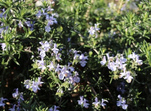 f:id:naturalleaf:20200410161313j:image