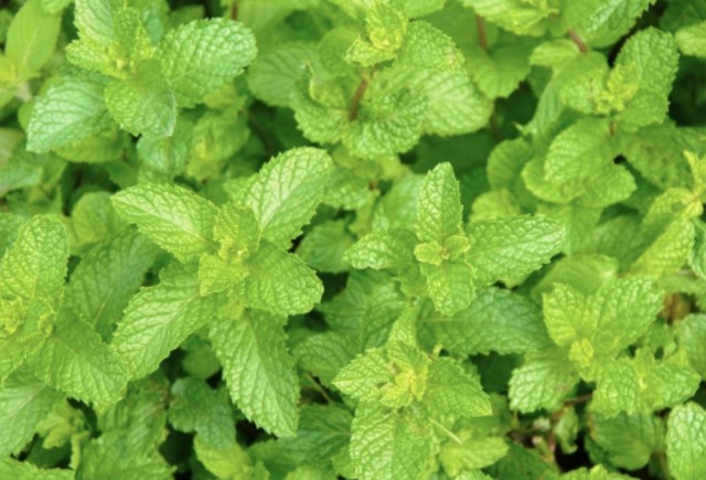f:id:naturalleaf:20200410171106j:image