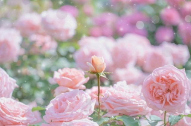 f:id:naturalleaf:20200411132050j:image