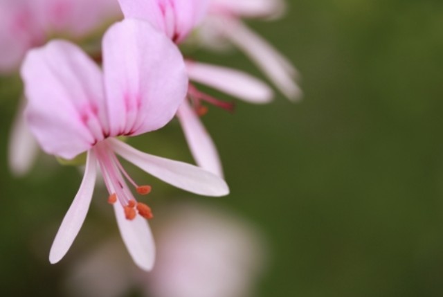 f:id:naturalleaf:20200411132802j:image