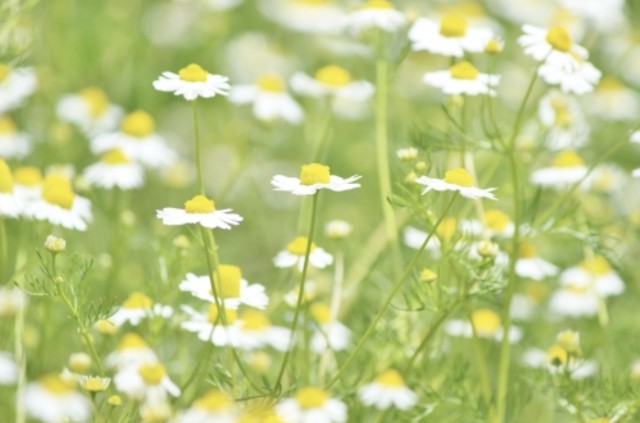 f:id:naturalleaf:20200411133057j:image