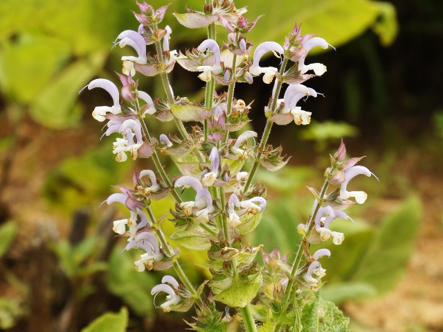 f:id:naturalleaf:20200411133234j:image
